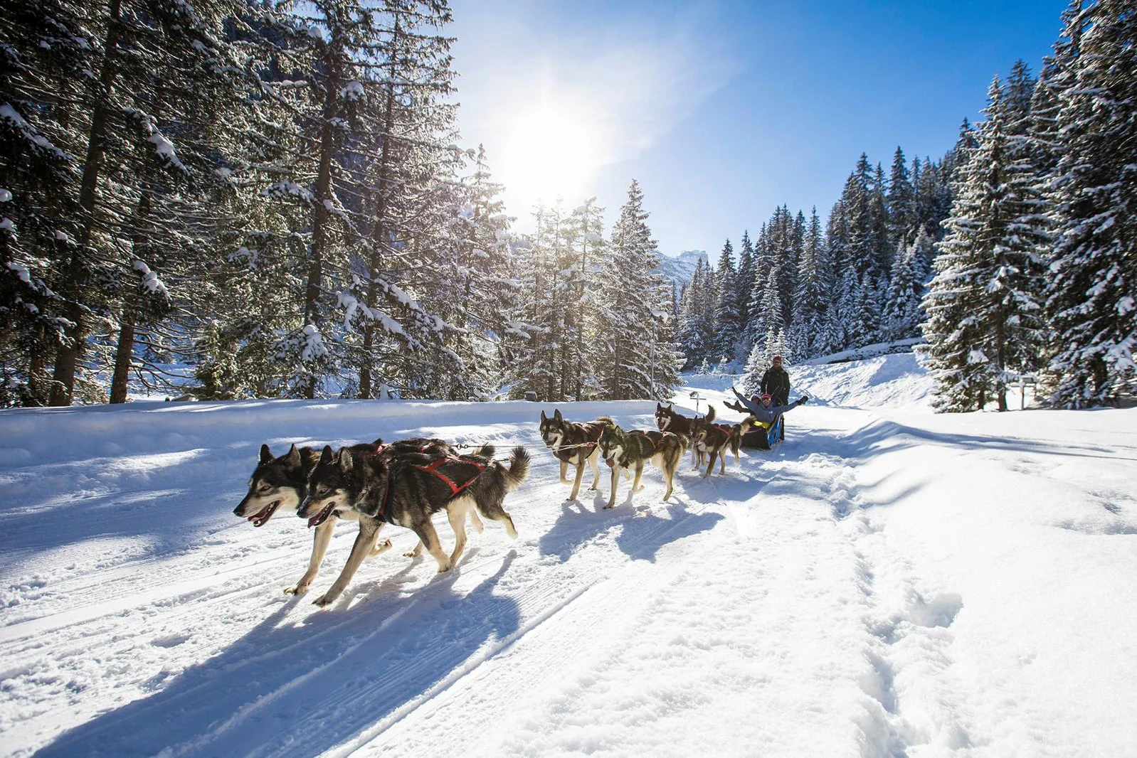 A husky sled team running a forest track in low winter sun